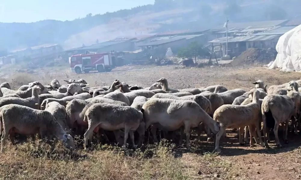 Πανώλη αιγοπροβάτων: Πάνω από 1 εκατ. από τις κτηνιατρικές υπηρεσίες του ΥΠΑΑΤ